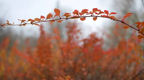 Autumn, leaf fall, sunny day in the autumn forest. Golden autumn - colorful leaves on the trees, a kaleidoscope of color and light during the fall.