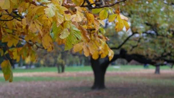 Zlatý Podzim Barevné Listí Stromech Kaleidoskop Barev Světla Podzim — Stock video