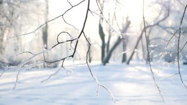 Kış manzarası. Güzel ağaçlarla kaplı karla kaplı bir park. Ağaç donuyla kaplı. Bir Noel resmi - bir kış ormanı, bir peri masalı parkında güneşli bir gün.