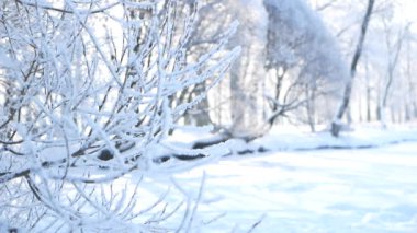 Kış manzarası. Güzel ağaçlarla kaplı karla kaplı bir park. Ağaç donuyla kaplı. Bir Noel resmi - bir kış ormanı, bir peri masalı parkında güneşli bir gün.