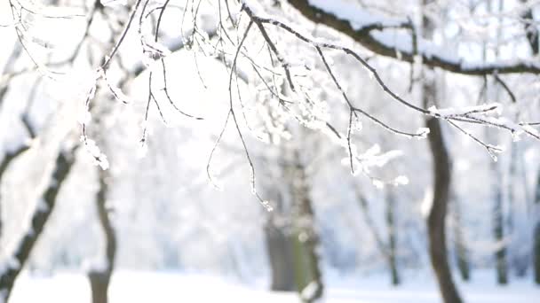 Vinterlandskap Snødekt Park Med Vakre Trær Dekket Med Frost Julebilde – stockvideo