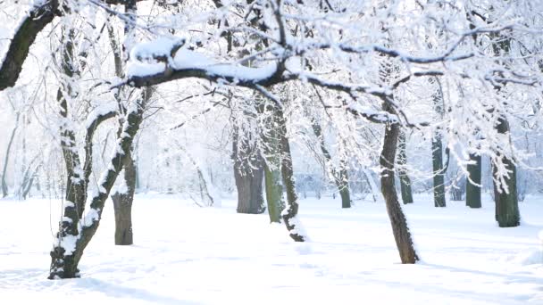 Paisaje Invernal Parque Cubierto Nieve Con Hermosos Árboles Cubierto Heladas — Vídeos de Stock
