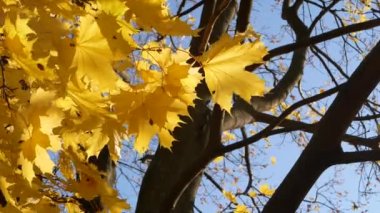 Sonbahar, yapraklar dökülüyor, sonbahar ormanlarında güneşli bir gün. Altın sonbahar - ağaçlarda renkli yapraklar, sonbahar boyunca renk ve ışık kaleydoskopu.