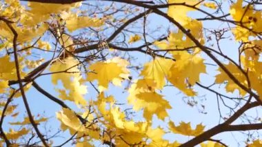 Sonbahar, yapraklar dökülüyor, sonbahar ormanlarında güneşli bir gün. Altın sonbahar - ağaçlarda renkli yapraklar, sonbahar boyunca renk ve ışık kaleydoskopu.
