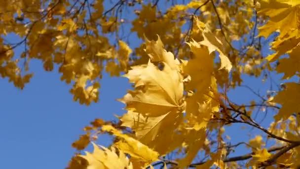 Otoño Otoño Hojas Día Soleado Bosque Otoñal Otoño Dorado Hojas — Vídeo de stock