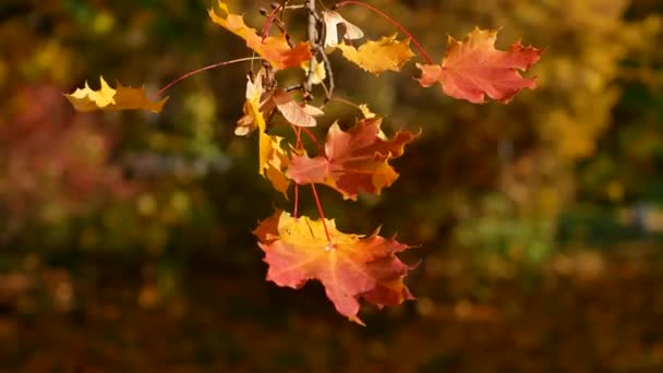树叶飘落 阳光灿烂的日子在秋天的森林里 树上五彩斑斓的叶子 秋天的五彩斑斓的万花筒 — 图库视频影像