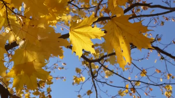 Podzim Podzim Listí Slunečný Den Podzimním Lese Zlatý Podzim Barevné — Stock video