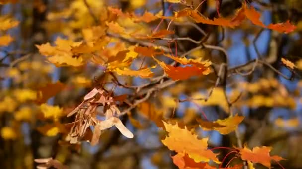 Höst Lövfall Solig Dag Höstskogen Gyllene Höst Färgglada Blad Träden — Stockvideo