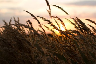 Yaz aylarında güzel gün batımı. Sivri çim batan güneşin karşı Kuru.