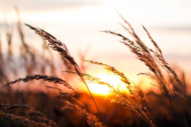 Yaz aylarında güzel gün batımı. Sivri çim batan güneşin karşı Kuru.