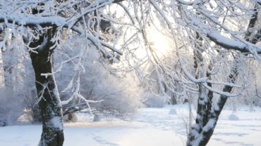 Kış manzarası. Güzel ağaçlarla kaplı karla kaplı bir park. Ağaç donuyla kaplı. Bir Noel resmi - bir kış ormanı, bir peri masalı parkında güneşli bir gün.