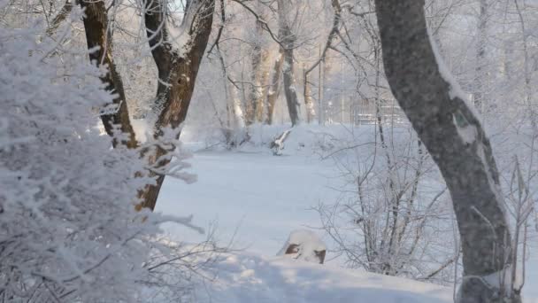 Téli Táj Hófödte Park Gyönyörű Fákkal Homokfagy Borítja Karácsonyi Kép — Stock videók