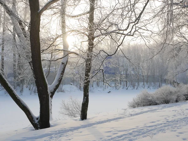 Kış manzarası. Güzel ağaçlarla kaplı karla kaplı bir park. Ağaç donuyla kaplı. Bir Noel resmi - bir kış ormanı, bir peri masalı parkında güneşli bir gün.