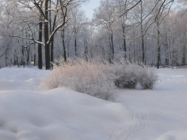 Kış manzarası. Güzel ağaçlarla kaplı karla kaplı bir park. Ağaç donuyla kaplı. Bir Noel resmi - bir kış ormanı, bir peri masalı parkında güneşli bir gün.