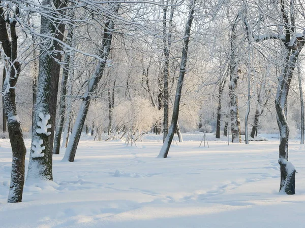 Kış manzarası. Güzel ağaçlarla kaplı karla kaplı bir park. Ağaç donuyla kaplı. Bir Noel resmi - bir kış ormanı, bir peri masalı parkında güneşli bir gün.