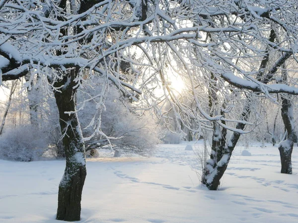 Kış manzarası. Güzel ağaçlarla kaplı karla kaplı bir park. Ağaç donuyla kaplı. Bir Noel resmi - bir kış ormanı, bir peri masalı parkında güneşli bir gün.