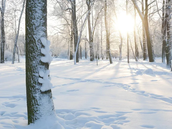 Kış manzarası. Güzel ağaçlarla kaplı karla kaplı bir park. Ağaç donuyla kaplı. Bir Noel resmi - bir kış ormanı, bir peri masalı parkında güneşli bir gün.
