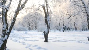 Kış manzarası. Güzel ağaçlarla kaplı karla kaplı bir park. Ağaç donuyla kaplı. Bir Noel resmi - bir kış ormanı, bir peri masalı parkında güneşli bir gün.