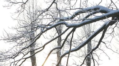 Kış manzarası. Güzel ağaçlarla kaplı karla kaplı bir park. Ağaç donuyla kaplı. Bir Noel resmi - bir kış ormanı, bir peri masalı parkında güneşli bir gün.