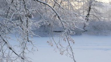 Kış manzarası. Güzel ağaçlarla kaplı karla kaplı bir park. Ağaç donuyla kaplı. Bir Noel resmi - bir kış ormanı, bir peri masalı parkında güneşli bir gün.