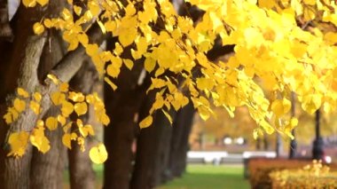 Sonbahar, yapraklar dökülüyor, sonbahar ormanlarında güneşli bir gün. Altın sonbahar - ağaçlarda renkli yapraklar, sonbahar boyunca renk ve ışık kaleydoskopu.