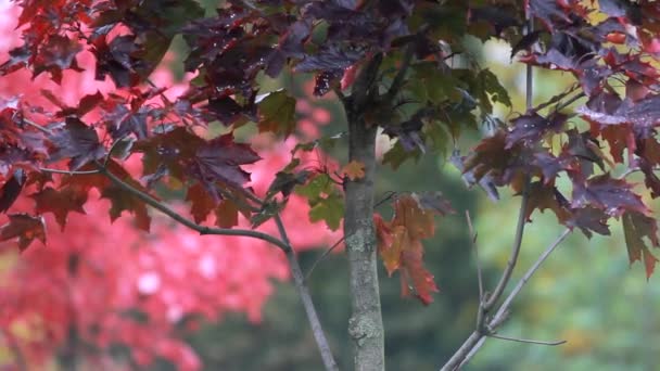 Sonbahar Parkının Arka Planında Kırmızı Yapraklı Akçaağaç Sonbahar Yapraklar Dökülüyor — Stok video