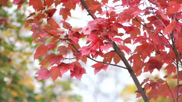 秋の公園を背景に紅葉したもみじ 葉の秋 秋の森の晴れた日 — ストック動画