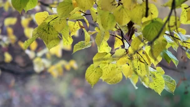 Höst Lövfall Solig Dag Höstskogen Gyllene Höst Färgglada Blad Träden — Stockvideo