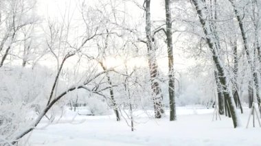 Kış manzarası. Güzel ağaçlarla kaplı karla kaplı bir park. Ağaç donuyla kaplı. Bir Noel resmi - bir kış ormanı, bir peri masalı parkında güneşli bir gün.