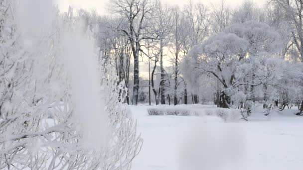 Paysage Hivernal Parc Enneigé Avec Beaux Arbres Recouvert Givre Une — Video