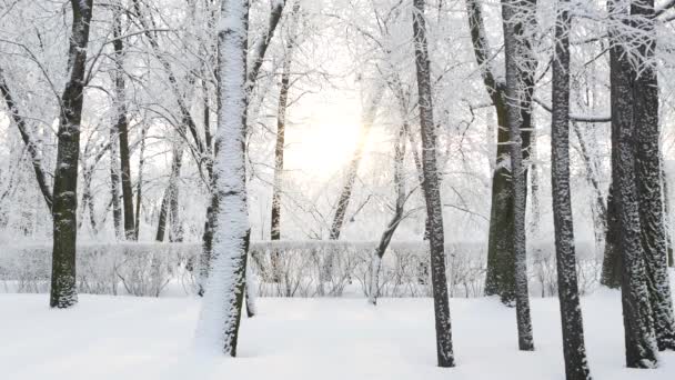 Zimní Krajina Zasněžený Park Krásnými Stromy Pokrytý Chocholem Vánoční Obrázek — Stock video