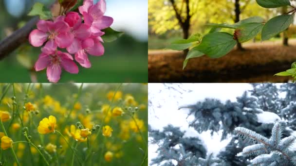 Mevsimler Yılın Farklı Zamanlarında Doğanın Görüntüsüyle Kolaj Güzel Bir Kolaj — Stok video