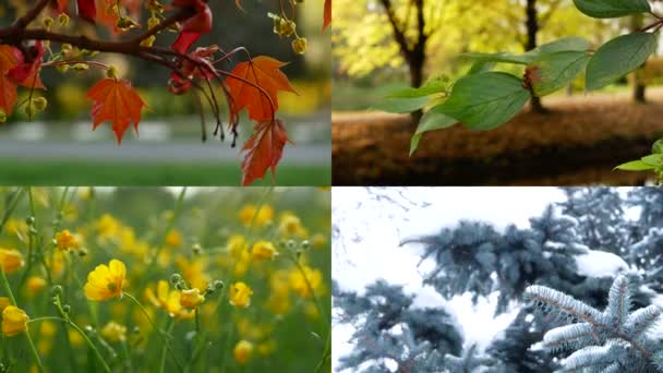 Mevsimler Yılın Farklı Zamanlarında Doğanın Görüntüsüyle Kolaj Güzel Bir Kolaj — Stok video