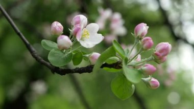 Baharın başında çiçek açan elma ağacı. Ağaçlarda beyaz ve pembe çiçekler olan elma bahçesi..