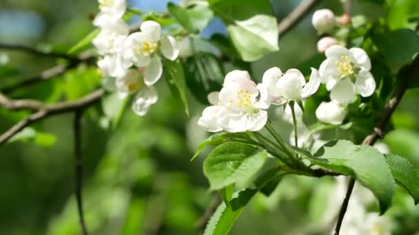 Blommande Äppelträdgård Tidigt Våren Solig Dag Blommande Äppelträd Ljus Akvarell — Stockvideo