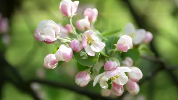 早春にリンゴの木を咲かせます 木の上に白とピンクの花を持つリンゴの果樹園 — ストック動画