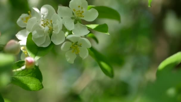 Цвіте Яблучний Сад Ранньої Весни Сонячний День Квітучі Яблуні Яскравому — стокове відео