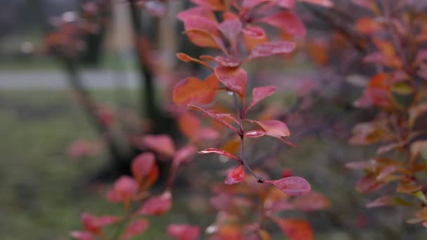 Herfst Het Bos Het Stadspark Zonnige Dag Tijdens Bladval Kleurrijke — Stockvideo