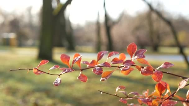 秋の森の中で 市内公園では 葉の秋の間に晴れた日 黄金の秋 抽象的な背景の間に木の上にカラフルな葉 — ストック動画