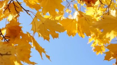 Ormanda sonbahar, şehir parkında, yaprak düşerken güneşli bir gün. Altın sonbahar boyunca ağaçlardaki renkli yapraklar, soyut arkaplan.