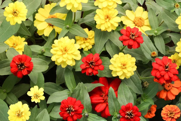 Montones Dalias Rojas Amarillas Hojas Verdes Capullos Flores Aún Abiertas — Foto de Stock