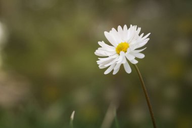 One wild chamomile in the field, white leaves, yellow core, green grass, sun rays. Place for text