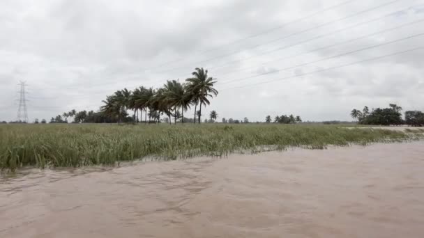 Kolhapur India Lipiec 2021 Widok Zalewanych Użytków Rolnych Wiosce Herwad — Wideo stockowe