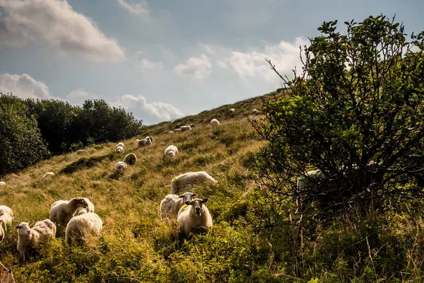 Julianadorp, Hollanda. Eylül 2021. Julianadorp, Kuzey Hollanda 'da otlayan koyunlar.