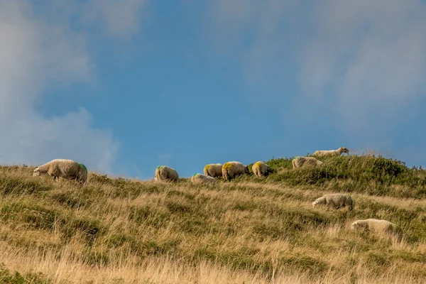 Julianadorp, the Netherlands. September 2021. Grazing sheep in the dune area of Julianadorp, North Holland. Royalty Free Stock Photos