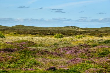 Texel, Hollanda 'da. Eylül 2021. Teksas adasında Heather 'la kumul manzarası.