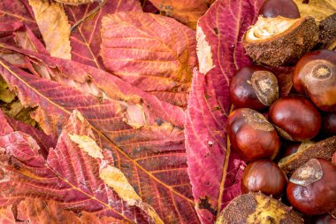 Ekim 2021. Kahverengi tonlar, ahşap, yapraklar ve kestanelerle sonbahar arkaplanı.