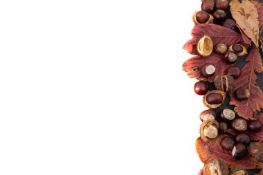 Ekim 2021. Kestaneli beyaz sonbahar arkaplanı.