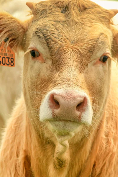 Normandia, França. Abril de 2008. Vaca Limousin em Normandia, França. — Fotografia de Stock