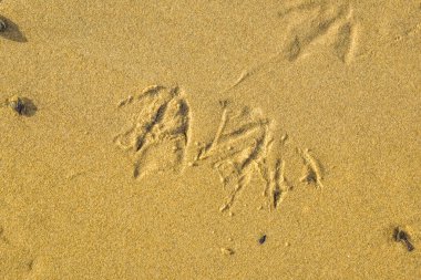 Den Helder, Eylül 2021. Kumu, kabukları ve kuşların pençe izlerini kapat.